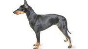 Manchester Terrier