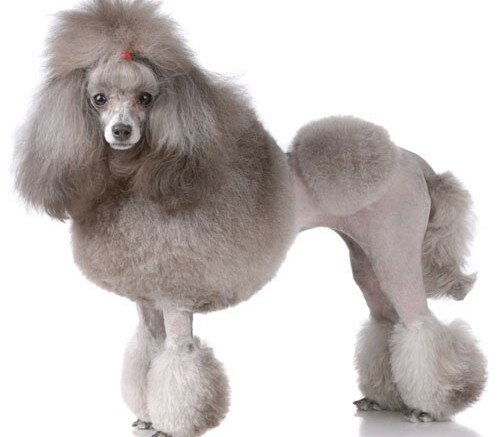 Poodle