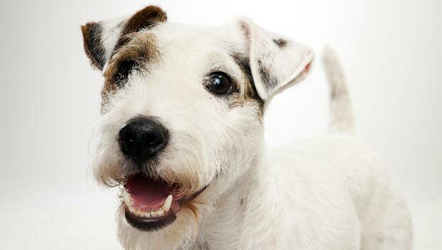 PARSON RUSSELL TERRIER