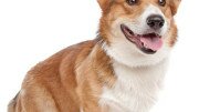 pembroke-welsh-corgi