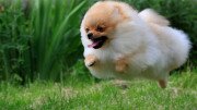 Pomeranian