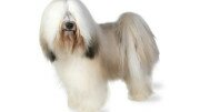 TIBETAN TERRIER