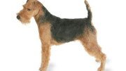 Welsh terrier