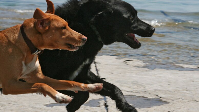 Dogs Running